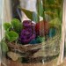 Glass Dome with Dragon Nest