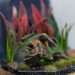 Green Sleeping Dragon Under Glass Dome