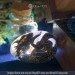 Golden Spiral-horned Dragon Egg. VIP Gift Set with a spiral-horned baby dragon in epoxy resin egg