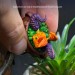 Fridge Magnet with a Miniature Dragon in a Witch Cauldron